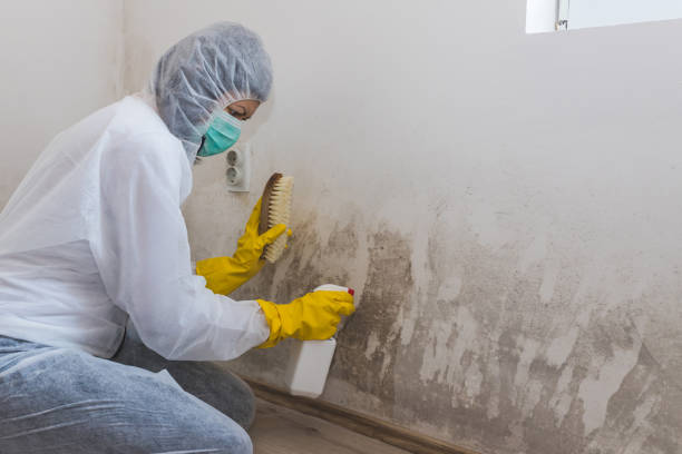 Best Post-Flood Mold Remediation in Brooklyn Park, MD