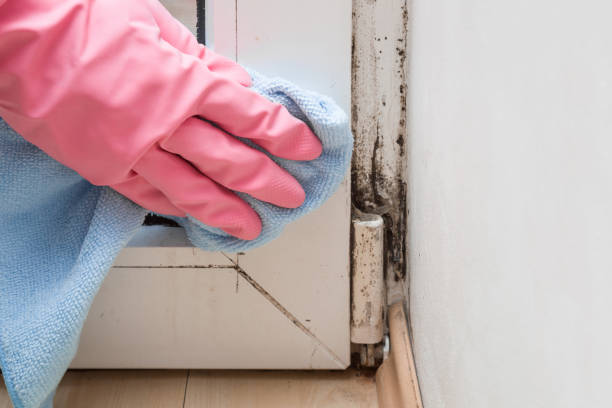 Best Bathroom Mold Remediation in Brooklyn Park, MD