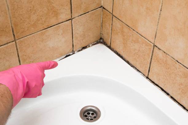 Best Bathroom Mold Remediation in Brooklyn Park, MD